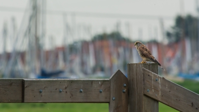 Dit Torenvalk vrouwtje, met op de achtergrond de masten van de  zeilboten in het jachthaventje van Durgerdam, zat  even bij te komen van haar jachtcapriolen.