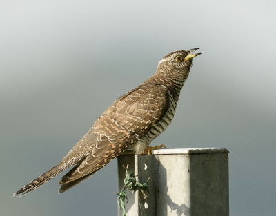 Prachtig om te zien hoe de koekoek vanuit de boom zijn prooi zoekt, en ik dat mag fotograferen.