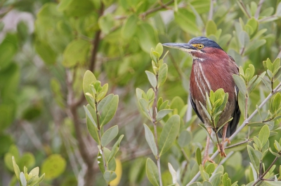 <i class='fa fa-user'></i>&nbsp;Wilfred Marissen&nbsp;|   Groene Reiger&nbsp; <i class='fa fa-eye'>&nbsp;332</i> &nbsp; <i class='fa fa-comment-o'>&nbsp;1</i>