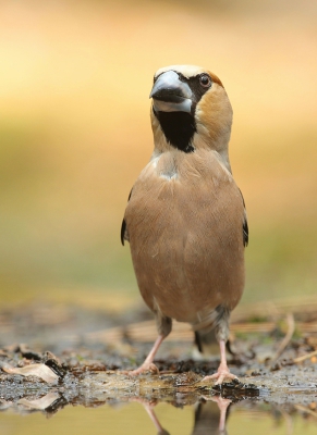 Deze appelvink werkte goed mee voor een staande foto. Uitsnede uit oorspronkelijk liggend beeld.