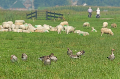 De laagjes vond ik zo mooi. Gewacht totdat de fietsers ook in beeld kwamen.
De onverstoorbaarheid van de poetsende ganzen is ook opvallend. Even daarvoor was een zwaan aan komen zwemmen, waardoor de een stukje opschoven.