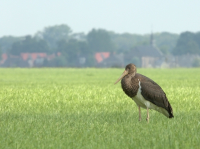 <i class='fa fa-user'></i>&nbsp;keesvanderklauw&nbsp;|   Zwarte Ooievaar&nbsp; <i class='fa fa-eye'>&nbsp;366</i> &nbsp; <i class='fa fa-comment-o'>&nbsp;8</i>