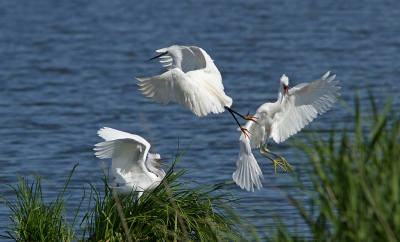 Er was wat onenigheid tussen de reigers. Wat precies?
Geen idee. Ineens vlogen ze op en begonnen elkaar onheus te bejegenen. Net mensen...