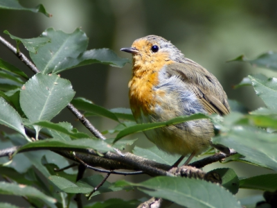 Deze roodborst zat op een meter of 15 afstand en bleef, na wat heen en weer springen, even mooi zitten. Vergroting ongeveer 45x. Er was net genoeg licht in het bos.