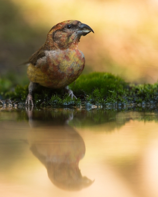 Vorige week was het bijna de ganse week droog geweest en mijn verwachtingen waren hooggespannen toen ik afgelopen zondag in de vroege uurtjes naar Kalmthout vertrok. Net toen het licht op haar mooist was en ik dacht van "nu mag het gaan gebeuren" kwam deze jonge kruisbek zijn dorst lessen. t'Is m'n eerste foto van deze soort dus ik ben er vanzelfsprekend enorm blij mee. :-)