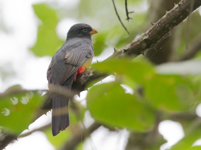 <i class='fa fa-user'></i>&nbsp;Paul van Giersbergen&nbsp;|   Ecuadortrogon&nbsp; <i class='fa fa-eye'>&nbsp;195</i> &nbsp; <i class='fa fa-comment-o'>&nbsp;1</i>