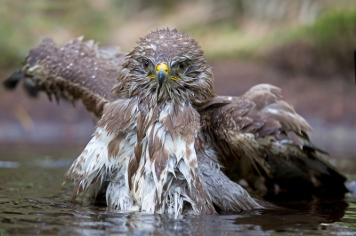 <i class='fa fa-user'></i>&nbsp;michiel schaap&nbsp;|   Buizerd&nbsp; <i class='fa fa-eye'>&nbsp;406</i> &nbsp; <i class='fa fa-comment-o'>&nbsp;5</i>