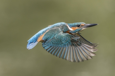 Vanuit de kijk hut. Het moment afwachten van het aankomen vliegen van de ijsvogel naar een vooraf gekozen tak.