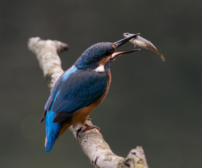 Nikon 70-200 2.8 VR1- Nikon D7100
ISO 1000
F6.3
1/500sec