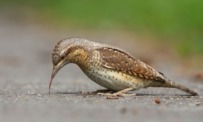 De draaihals was erg actief voedsel aan het zoeken en daar vind ik deze foto wel een kenmerkende weergave van