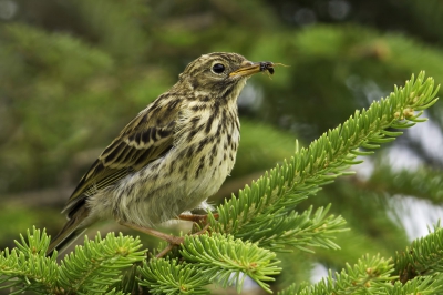 Bewolkt en winderig weer; door de zoeker had ik zowel de boompieper als het insect opgemerkt, geduldig afgewacht hopend op wat actie. Nog net kunnen vastleggen vooraleer prooi verdwenen was.