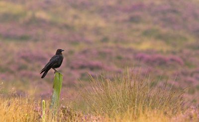 Ben momenteel wat met de hei bezig om te fotograferen. 
Helaas zijn er niet veel vogels die willen meewerken. De een vliegt snel over en te hoog. De ander verstopt zich achter een pol. We moeten het maar doen met deze kraai in het heidelandschap.