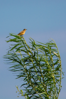 Een Paapje op zijn uitkijkpost. Af en toe fladdert er een groepje door de polder.Dan weer hier en dan weer daar. Deze was even waar ik ook was.