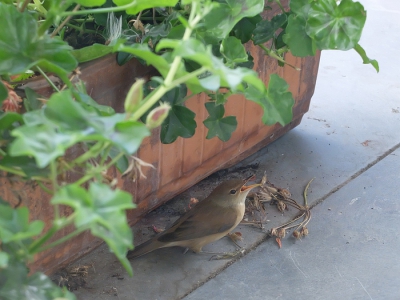 Deze Braamsluiper ? kwam in botsing met onze voorgevelruit
dat gaf mij de tijd om hem door het raam heen te fotograferen. Ben erg blij met deze foto.