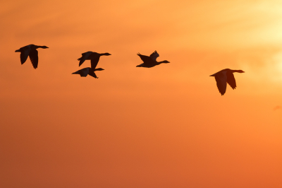 Grauwe ganzen begonnen aan hun ochtend tijdens zonsopkomst.