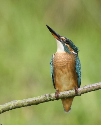 Nog maar een ijsvogel gewoon omdat ze zo mooi zijn, hier kwam iets over wat het nakijken waard was.