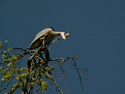 Deze foto is nog uit de periode dat ik nog niet was overgestapt op video. De reiger zat op een mooie boom, waarna het licht ook nog eens mooi viel tijdens het krabben. 

Als mensen willen weten wie ik ben, zie de volgende link: http://www.nederpix.nl/viewtopic.php?t=5157