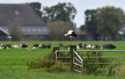 <i class='fa fa-user'></i>&nbsp;henkdikkers&nbsp;|   Ooievaar&nbsp; <i class='fa fa-eye'>&nbsp;286</i> &nbsp; <i class='fa fa-comment-o'>&nbsp;5</i>