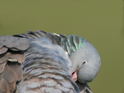 Deze duif zat vrij dichtbij, zodat ik hem net niet helemaal op de foto kon krijgen (minimale brandpuntsafstand was 1200 mm). Voor deze foto heb ik nog meer ingezoomd dan voor andere foto's die ik van deze duif heb gemaakt.