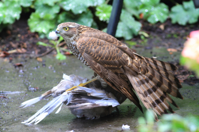 Buizerd met Turkse tortel vloog met een knal tegen het raam aan. Begon daarna direct de tortel kaal te plukken. Snel camera gepakt en heb een aantal fraaie foto's kunnen maken. In eerste instantie te dichtbij om hem/haar geheel op de foto te kunnen nemen maar na verloop van tijd ging hij/zij iets verder op een tuinhek zitten.