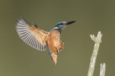 Deze tak staat op +/- 15 meter afstand van de kijk hut. IJsvogel zat vaak op deze tak, daarop scherp gesteld en het moment afgewacht.