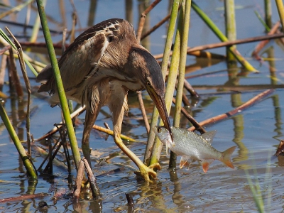 De eerste van een serie van drie. Na lang wachten verscheen deze jonge Woudaap uit het riet om vervolgens een maatvoorn aan de haak te slaan.