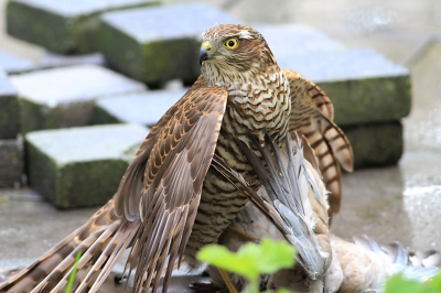 Sperwer met Turkse tortel vloog met een knal tegen het raam aan. Begon daarna direct de tortel kaal te plukken. Snel camera gepakt en heb een aantal fraaie foto's kunnen maken. In eerste instantie te dichtbij om hem/haar geheel op de foto te kunnen nemen maar na verloop van tijd ging hij/zij iets verder op een tuinhek zitten. Upload van gisteren werd afgekeurd, hopelijk nu wel goedgekeurd.