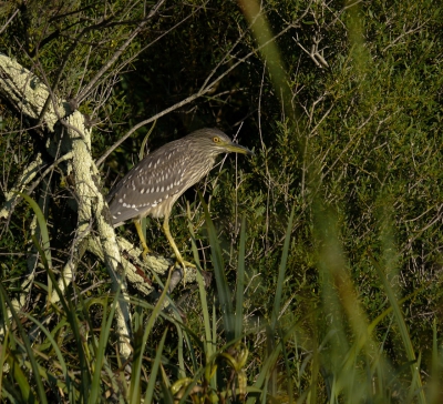 Toerend door Camargue zagen e deze juveniel langs de weg. Twee foto's en weg was-ie.