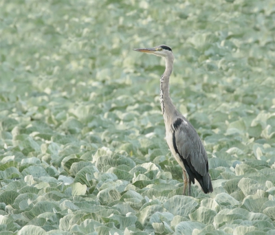<i class='fa fa-user'></i>&nbsp;LidideBoer&nbsp;|   Blauwe Reiger&nbsp; <i class='fa fa-eye'>&nbsp;304</i> &nbsp;<i class='fa fa-thumbs-up'>&nbsp;1</i> &nbsp; <i class='fa fa-comment-o'>&nbsp;12</i>