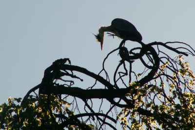 Deze reiger zat stil op een opvallende boom. Toen de zon van achteren scheen vielen vooral de contouren me op.