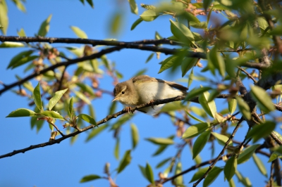 Nieuwsgierige fitis in het zonnetje in de Baggerputten - Slochteren.