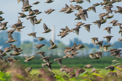 Een groepje Spreeuwen in de polder. Niet bepaald een ,,Spreeuwenwolk" maar het waren er toch aardig wat.