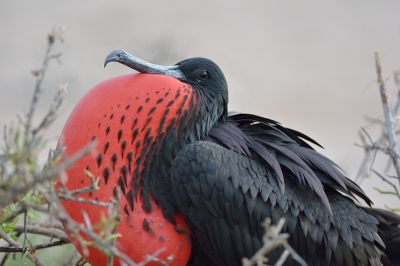 <i class='fa fa-user'></i>&nbsp;Gilbert Houtekamer&nbsp;|   Amerikaanse Fregatvogel&nbsp; <i class='fa fa-eye'>&nbsp;296</i> &nbsp; <i class='fa fa-comment-o'>&nbsp;8</i>