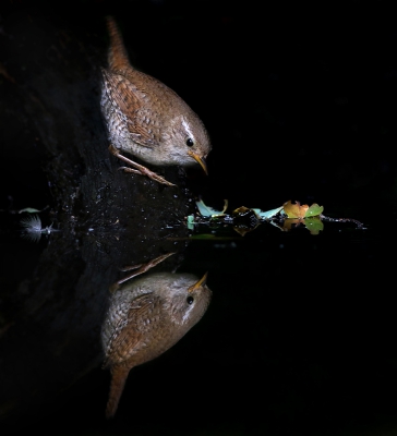 Nog een van deze dag. De laatste serie die ik die dag maakte was de serie van de winterkoning die op het einde nog even op een andere tak, later ook in het water geplaatst omdat we dat effect zo mooi vonden, ging zitten en insectjes uit het water viste. Flink onderbelicht en ook hier was het leuk om met het licht te spelen.

Groeten, Thijs