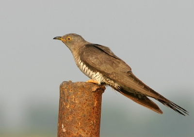 Adult