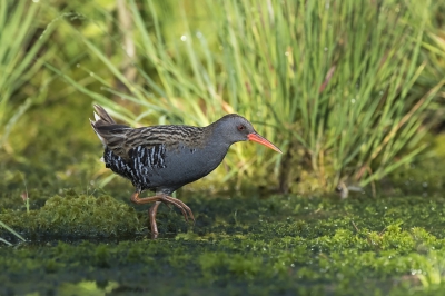 <i class='fa fa-user'></i>&nbsp;Bert Ooms&nbsp;|   Waterral&nbsp; <i class='fa fa-eye'>&nbsp;475</i> &nbsp;<i class='fa fa-thumbs-up'>&nbsp;9</i> &nbsp; <i class='fa fa-comment-o'>&nbsp;21</i>