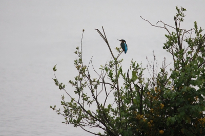 Foto gemaakt vanuit vogelhut in Nederweert. Voor mij de eerste keer dat ik een ijsvogel hebben kunnen fotograferen.
