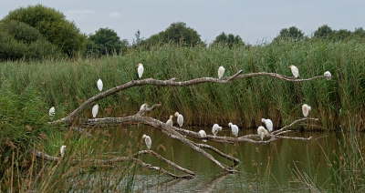 <i class='fa fa-user'></i>&nbsp;nelappelmelk&nbsp;|   Koereiger&nbsp; <i class='fa fa-eye'>&nbsp;456</i> &nbsp;<i class='fa fa-thumbs-up'>&nbsp;1</i> &nbsp; <i class='fa fa-comment-o'>&nbsp;7</i>