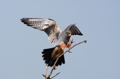 Er vlogen een aantal vogels rond en per toeval kozen ze een dode tak vlakbij de auto. Hoeveel mazzel kun je hebben?