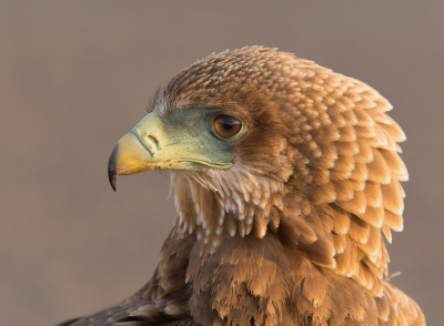 <i class='fa fa-user'></i>&nbsp;Ton D�pp&nbsp;|   Bateleur&nbsp; <i class='fa fa-eye'>&nbsp;550</i> &nbsp;<i class='fa fa-thumbs-up'>&nbsp;1</i> &nbsp; <i class='fa fa-comment-o'>&nbsp;13</i>