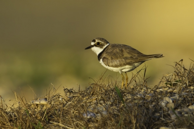 's morgens voorzichtig de grindoevers van het riviertje afgelopen in de hoop een leuk onderwerp te spotten; met deze als resultaat