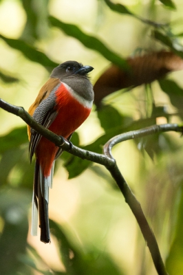 <i class='fa fa-user'></i>&nbsp;Thijs van den Burg&nbsp;|   Malabartrogon&nbsp; <i class='fa fa-eye'>&nbsp;361</i> &nbsp;<i class='fa fa-thumbs-up'>&nbsp;4</i> &nbsp; <i class='fa fa-comment-o'>&nbsp;6</i>