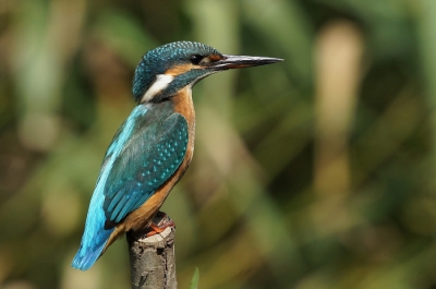 eindelijk mn eerste ijsvogel. vanuit schuilhut.
iets gecropt.