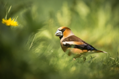 Vanuit een schuilhut zag ik deze appelvink langzaam door het gras springen. Een mooi moment waarop de appelvink zijn kop enigszins richting de paardenbloem draait.