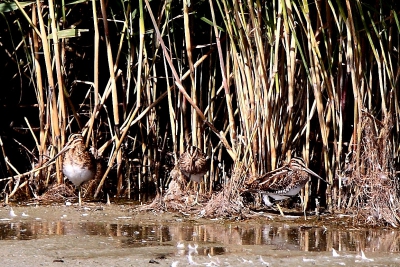 Vogels zaten heerlijk te zonnen. Foto heeft m.i. wat meerwaarde doordat de schutkleuren van deze vogels mooi te zien zijn.