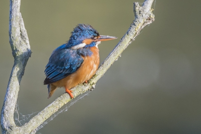 Foto vanuit kijk hut gemaakt. Deze dame zat op +/- 15 meter
van de kijk hut.