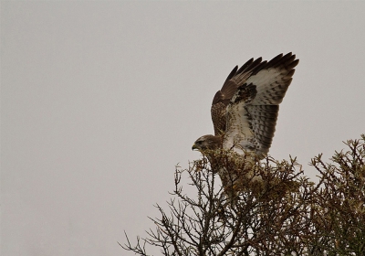 Het was lastig landen voor deze buizerd maar uiteindelijke lukte het toch maar comfortabel was het blijkbaar niet want al snel werd weer verkast.