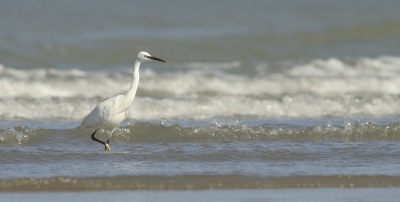 <i class='fa fa-user'></i>&nbsp;groenvogel57&nbsp;|   Kleine Zilverreiger&nbsp; <i class='fa fa-eye'>&nbsp;299</i> &nbsp;<i class='fa fa-thumbs-up'>&nbsp;1</i> &nbsp; <i class='fa fa-comment-o'>&nbsp;7</i>