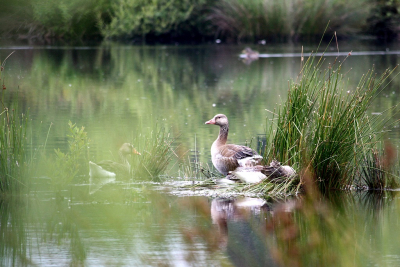 Grauwe gans op nest, aan het water naast de vogelhut in het gebied 'de Groote Peel'. Foto vanuit de vogelhut gemaakt.
