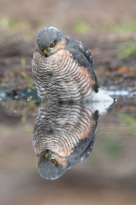 Afgelopen dinsdag 8 September in Hut 7 van Han Bouwmeester geweest. Hier kwam deze sperwer mij zo'n 40min vergezellen en wou wel even mooi poseren!! Hier kijkt hij is even in de spiegel.